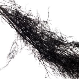 永生花材 | 文竹黑