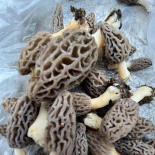野生羊肚菌（干货） 30g 商品图9