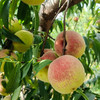 半野生崂山蜜桃，桃味浓，汁水足，个头大小不一，软硬两吃都好吃，丑甜，一份4斤 商品缩略图2