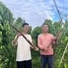 生态淮山药 | 绿家自产*Eco-yam | Self-production 商品缩略图2