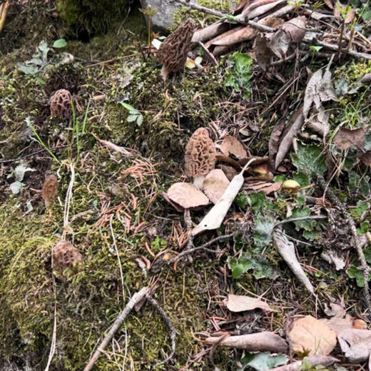 野生羊肚菌（干货） 30g 商品图12