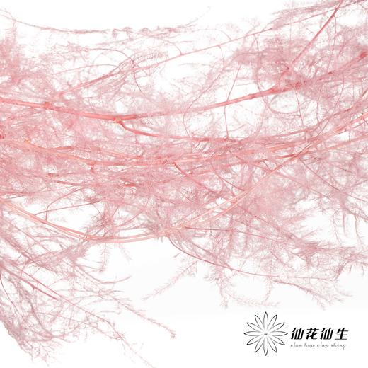 永生花材 | 文竹粉 商品图0