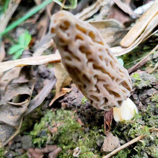 野生羊肚菌（干货） 30g 商品图7