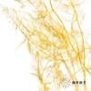 永生花材 | 文竹黄 商品缩略图2