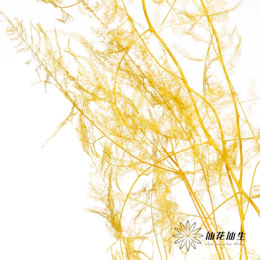 永生花材 | 文竹黄 商品图2