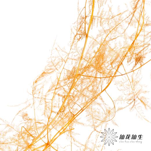 永生花材 | 文竹橙 商品图2