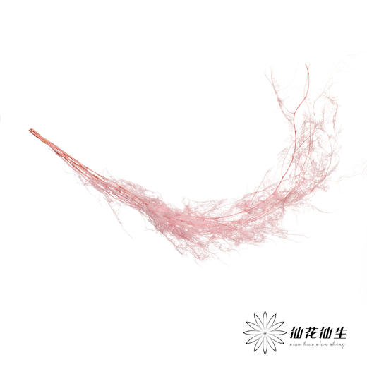 永生花材 | 文竹粉 商品图1