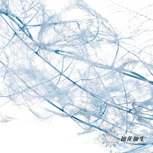 永生花材 | 文竹天蓝 商品图3