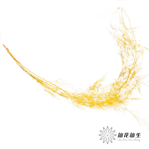 永生花材 | 文竹黄 商品图1