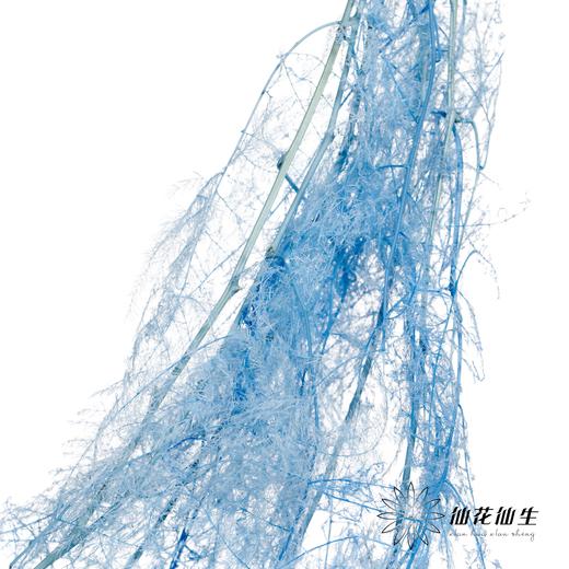 永生花材 | 文竹天蓝 商品图0