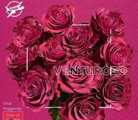 同城甄选厄瓜多尔进口玫瑰合集链接