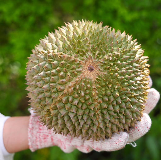 马来西亚黑刺榴莲液氮冷冻果【需要冷冻保存】顺丰空运包邮下单从广州发货 商品图3