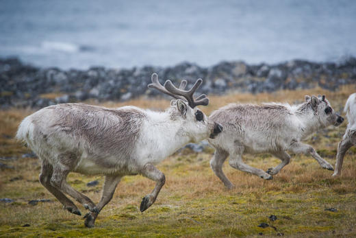 氧气旅行团—“我要去北极”北欧四国+冰岛14日（2025年3月12日出发） 商品图2