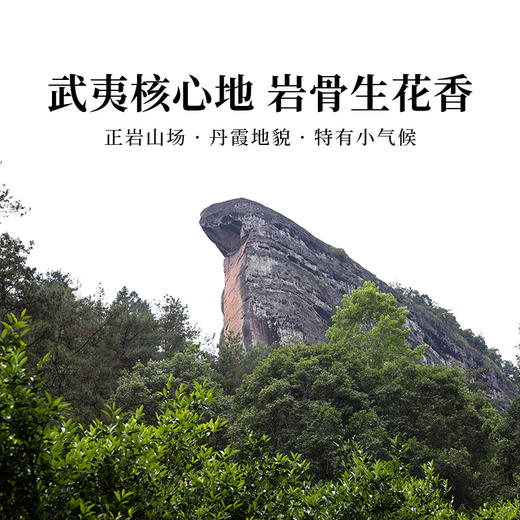 正山堂岩语 花满庭黄观音名丛乌龙茶礼盒装 武夷山岩茶送礼长辈51g 商品图4