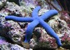 蓝海星 商品缩略图0