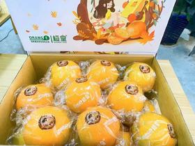橙皇脐橙（10斤装）