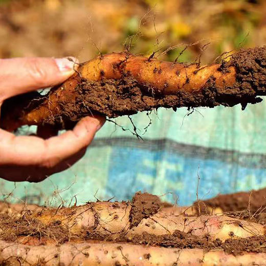 生态铁棍山药 5斤 商品图5