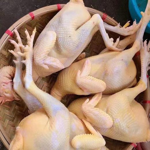 年丰三黄胡须肉鸡单只规格约2斤左右（杀好不含内脏） 商品图0