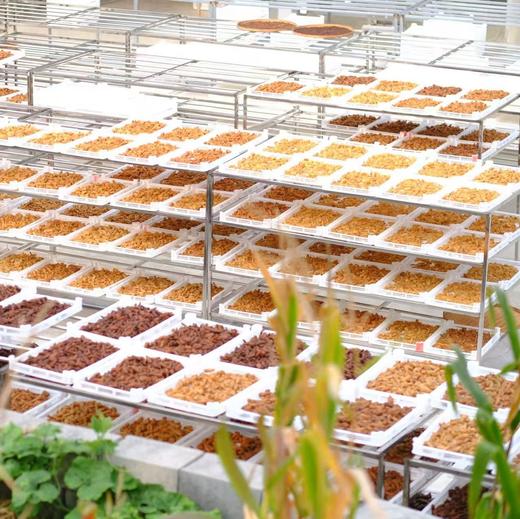 【奕虹泰山溯源-九蒸九晒即食黄精，蒸晒制作超过50天，香甜软糯  400g/袋 家庭装】 商品图10