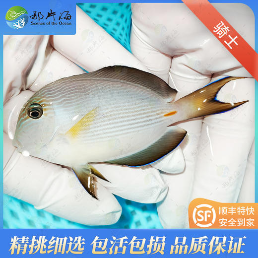 红海骑士Acanthurus Sohal 商品图0