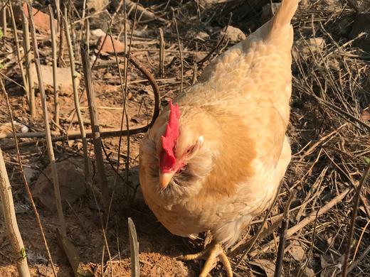 年丰放养谷物童子鸡/小公鸡2.5斤左右 商品图0