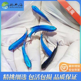 蓝魔Chrysiptera cyanea