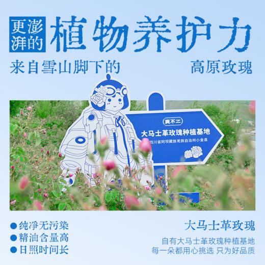 【真不二】大马士革玫瑰膝盖贴6盒装套组Y 商品图3