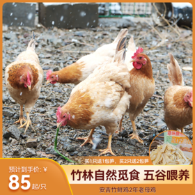 【分销】回购王！安吉竹鲜鸡2年老母鸡，竹林自然觅食，五谷喂养 ，买两只更划算！