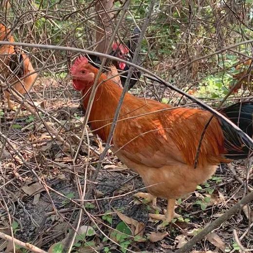 年丰谷物无抗土鸡2.2-2.4斤左右 商品图0