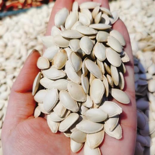 南瓜籽一斤 商品图1