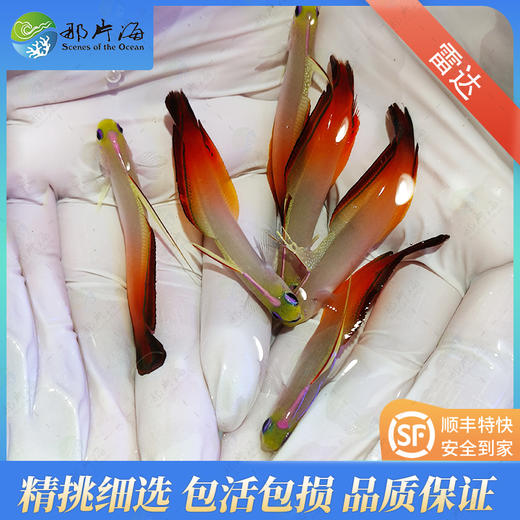 雷达Nemateleotris magnifica 商品图1