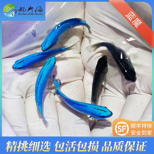 蓝魔Chrysiptera cyanea 商品图1