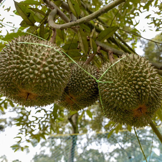 马来西亚黑刺榴莲液氮冷冻果【需要冷冻保存】顺丰空运包邮下单从广州发货 商品图4