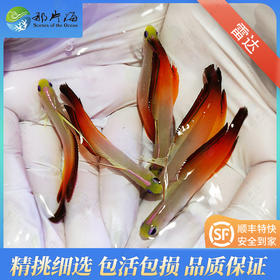 雷达Nemateleotris magnifica