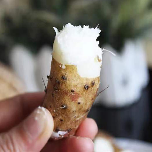 生态铁棍山药 5斤 商品图2