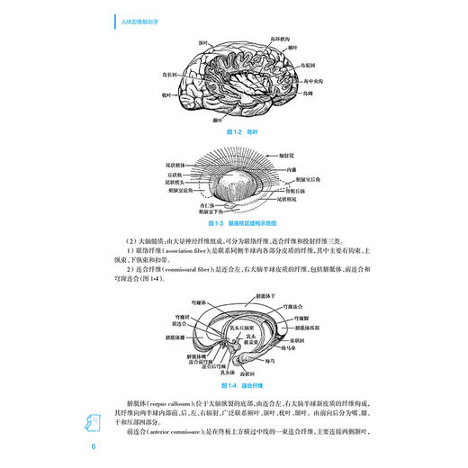 人体影像解剖学 第2版 国家卫生健康委员会十四五规划教材 全国高等学校教材 供医学影像技术专业用9787117363112人民卫生出版社 商品图4