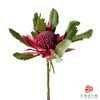 海神花  一支 商品缩略图0