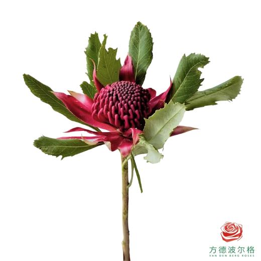 海神花  一支 商品图0