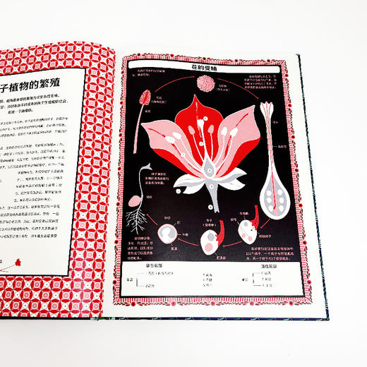 植物：给孩子的30堂自然通识课  8岁+  浪花朵朵 商品图3