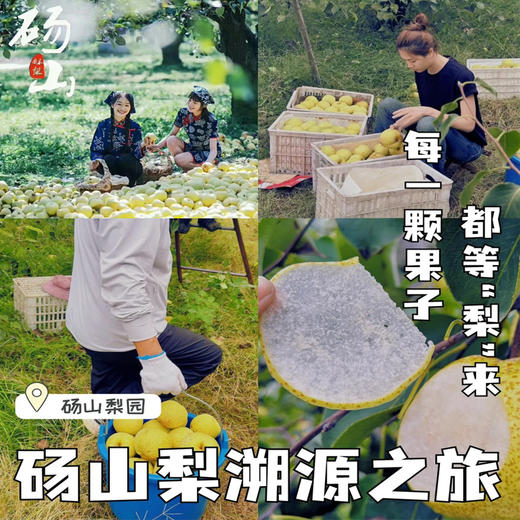 陈皮枇杷烤梨252g 商品图4