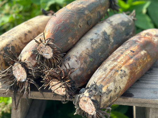 洪湖有机莲藕（粉藕/红花藕）/顺丰陆运包邮 商品图0