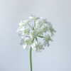 白飞香丨草花 商品缩略图2