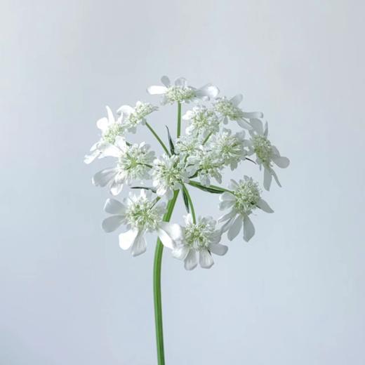白飞香丨草花 商品图2