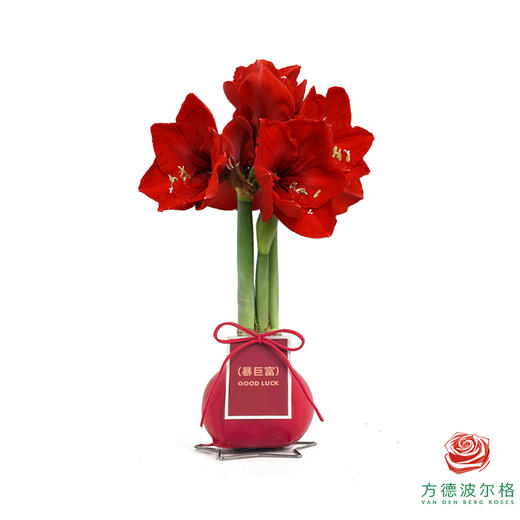 【新年款】红花-暴巨富 石蜡朱顶红 不用浇水 商品图0