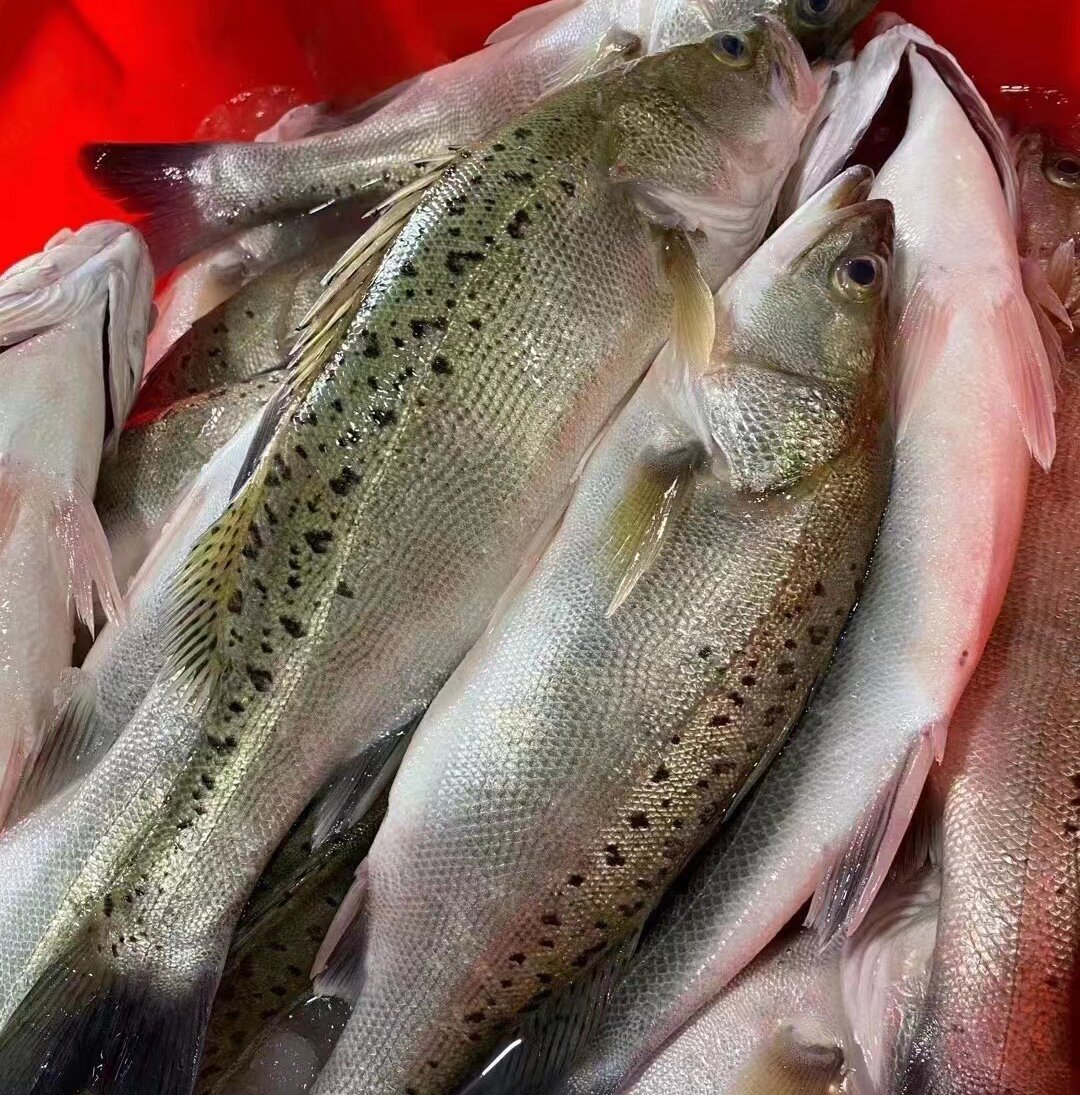 七星海鲈鱼（东山岛）