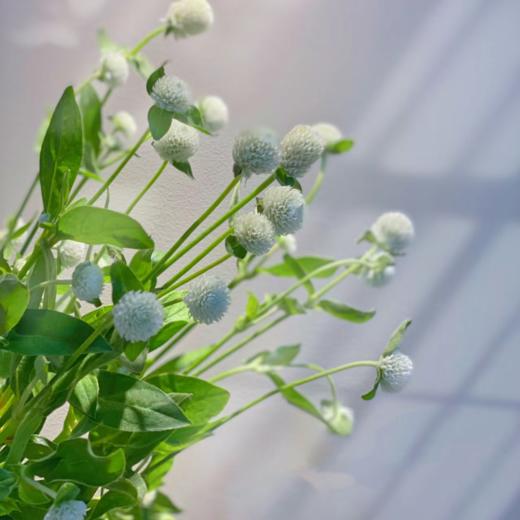 千日红丨单头｜永生花混发 商品图1