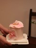 粉色蝴蝶兰（提前6小时预定/主图4寸加高） 商品缩略图1