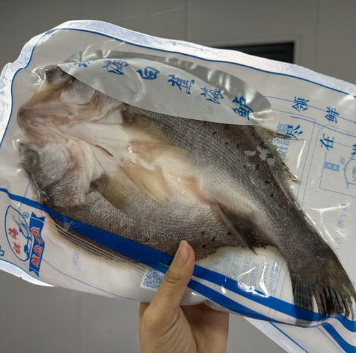 七星海鲈鱼（东山岛） 商品图1