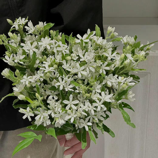 白星花丨草花 商品图1