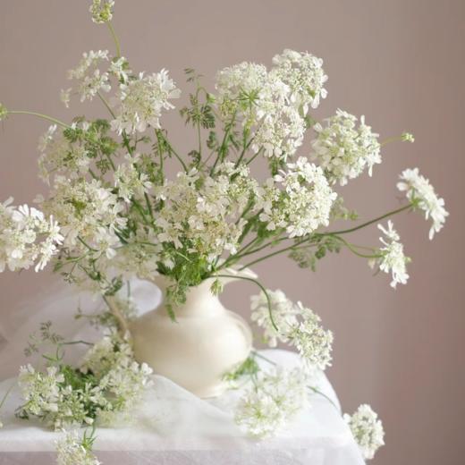 白飞香丨草花 商品图0
